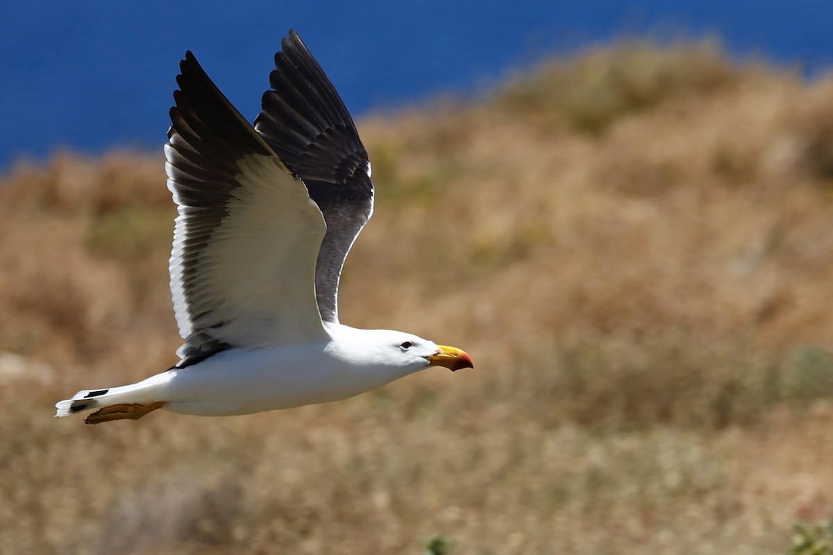 Pacific Gull - ML646751733