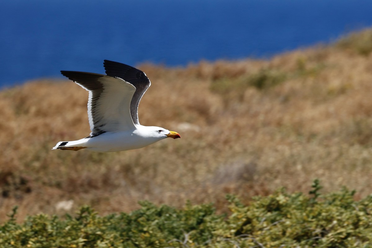 Pacific Gull - ML646751734