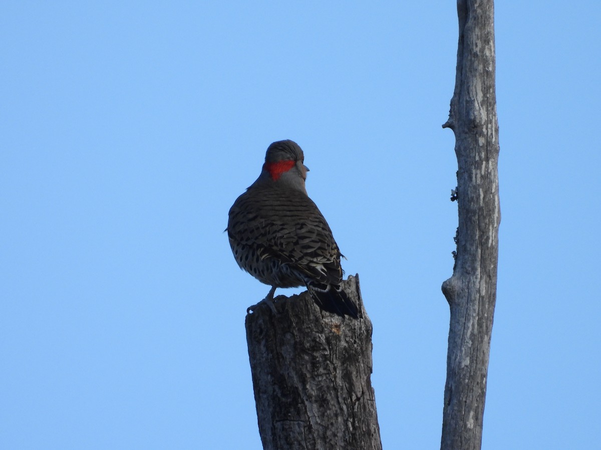 Northern Flicker - ML646751735