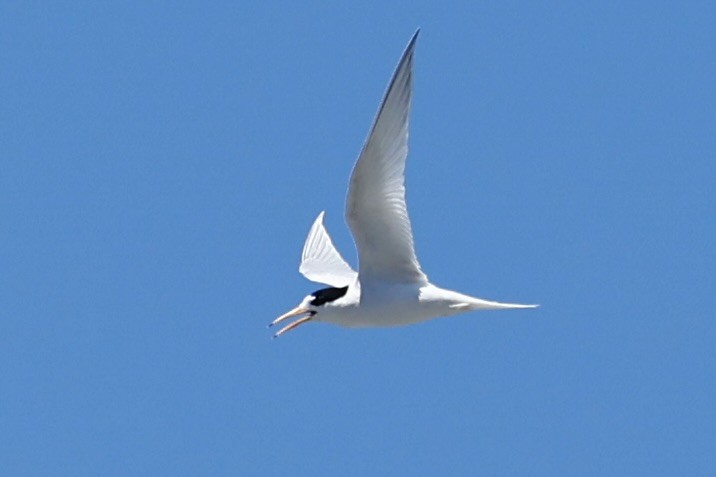 Great Crested Tern - ML646751744
