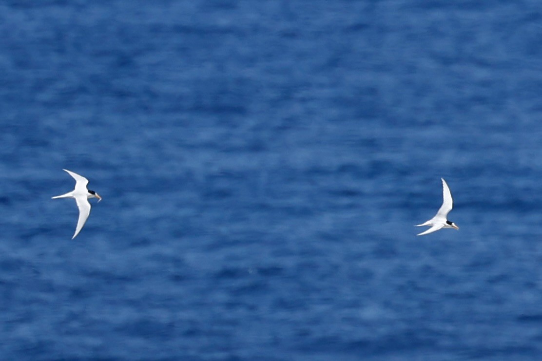 Australian Fairy Tern - ML646751745