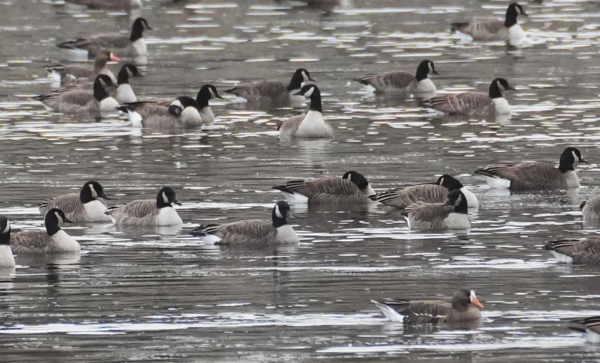 Ánsar Careto - ML646751752