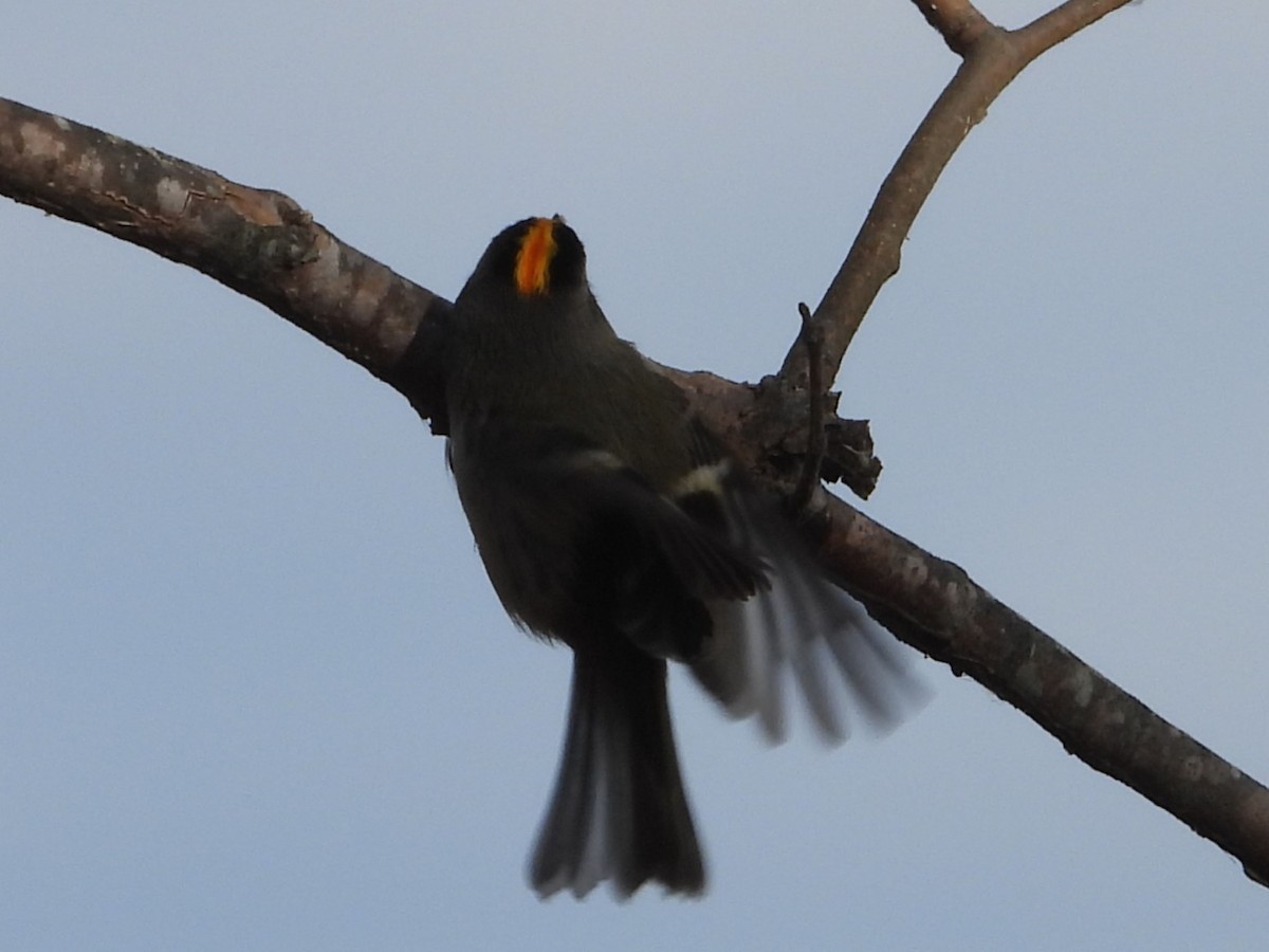 Golden-crowned Kinglet - ML646751754