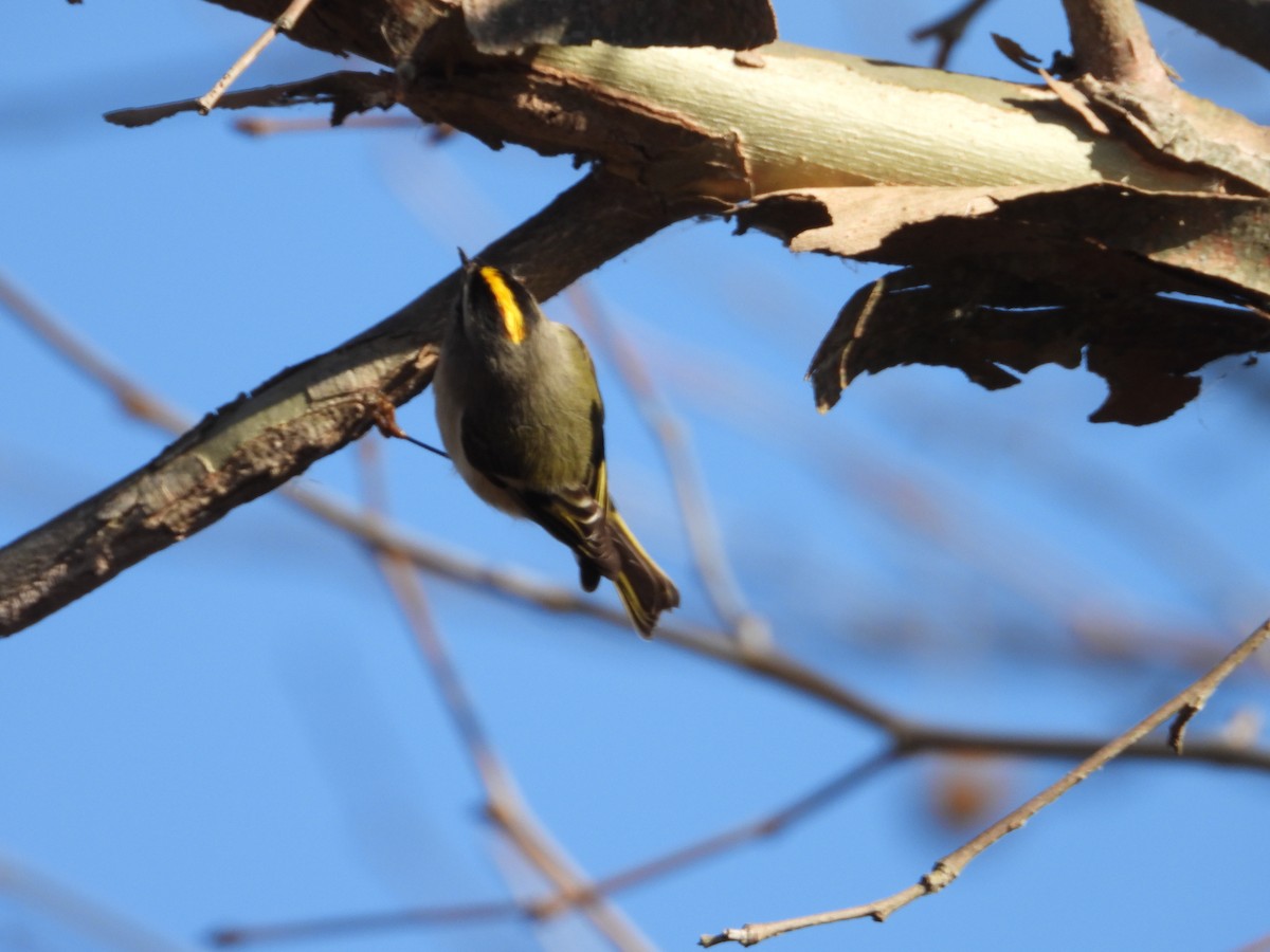 Golden-crowned Kinglet - ML646751755