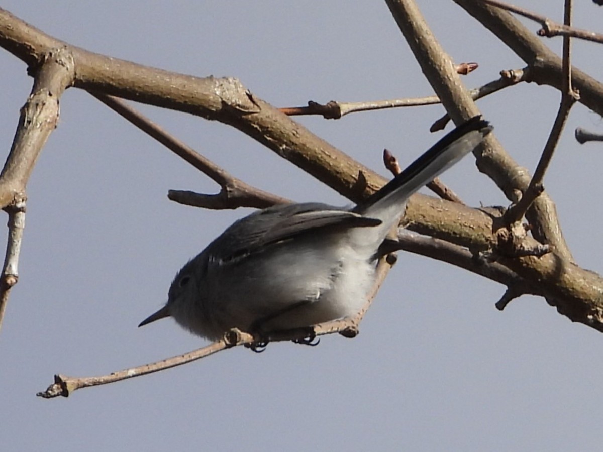 Blue-gray Gnatcatcher - ML646751759