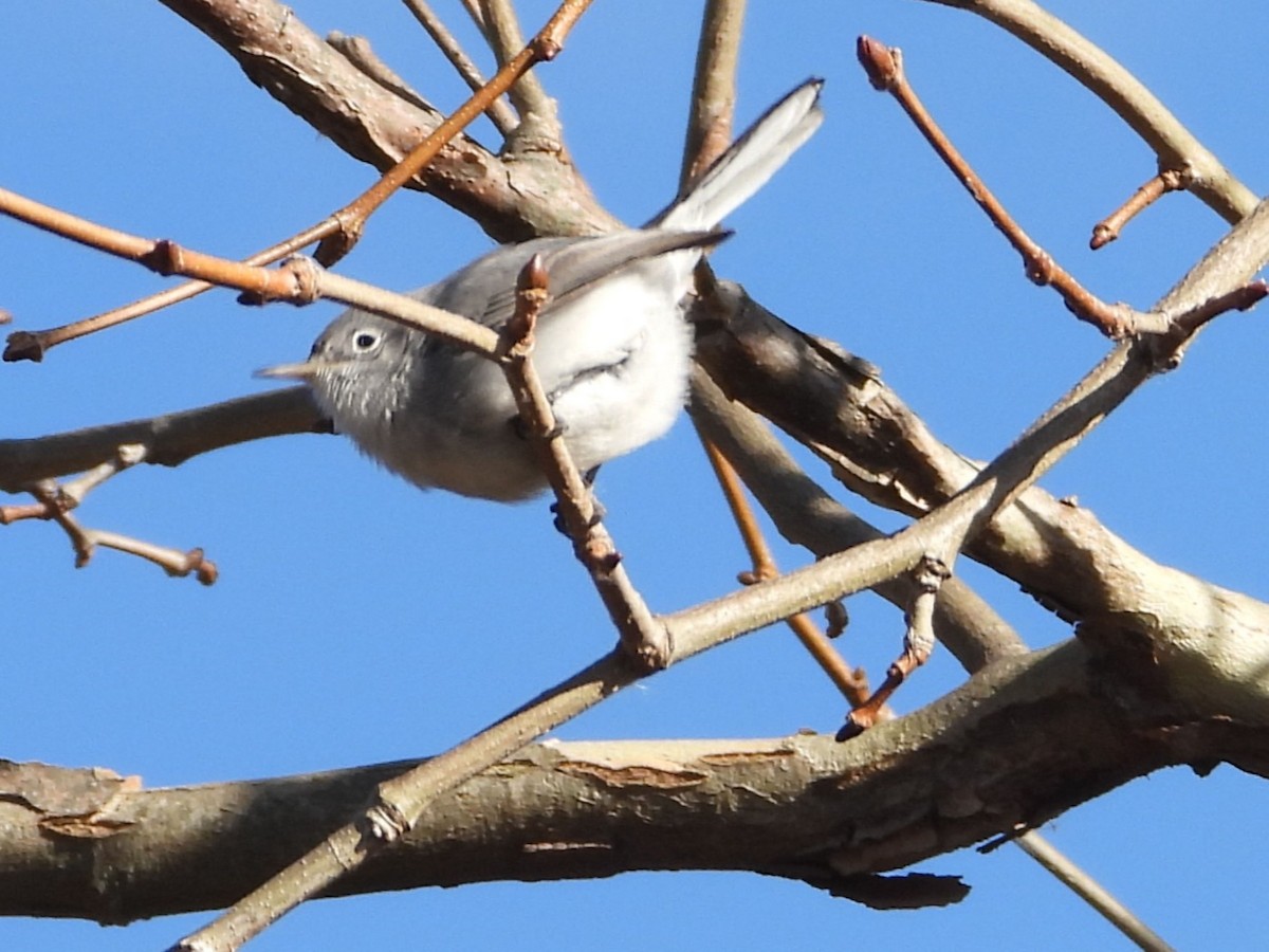 Blue-gray Gnatcatcher - ML646751760
