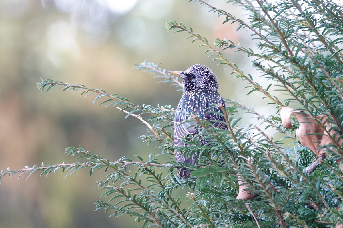 European Starling - ML646751764