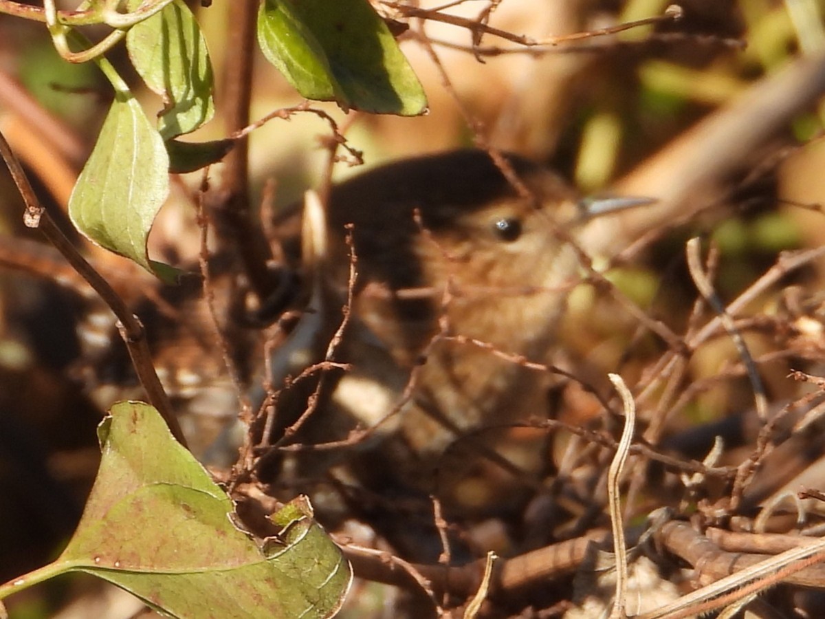Winter Wren - ML646751765