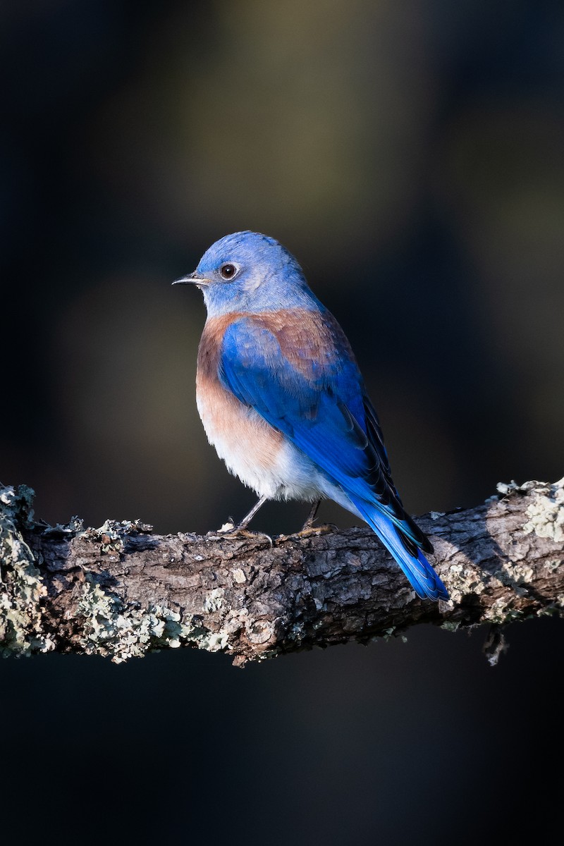 Western Bluebird - ML646751766