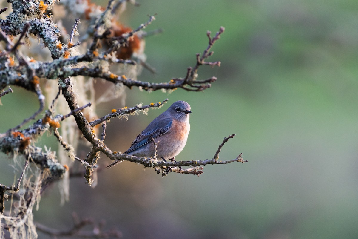 Western Bluebird - ML646751767