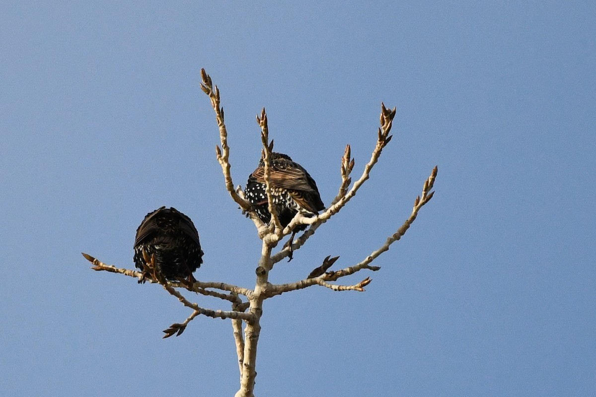 European Starling - ML646751768