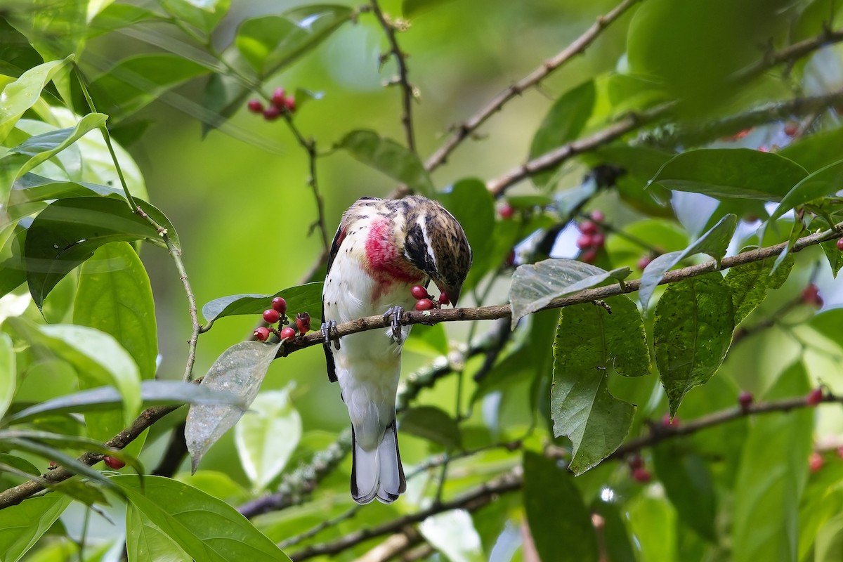 dlaskovec růžovoprsý - ML646751769