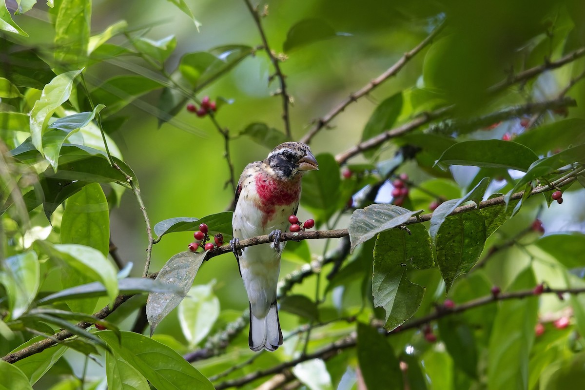 dlaskovec růžovoprsý - ML646751770