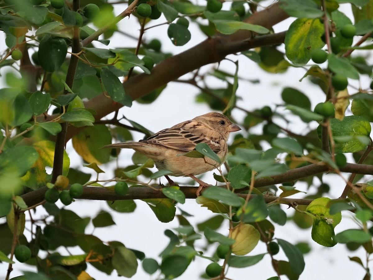 House Sparrow - ML646751771