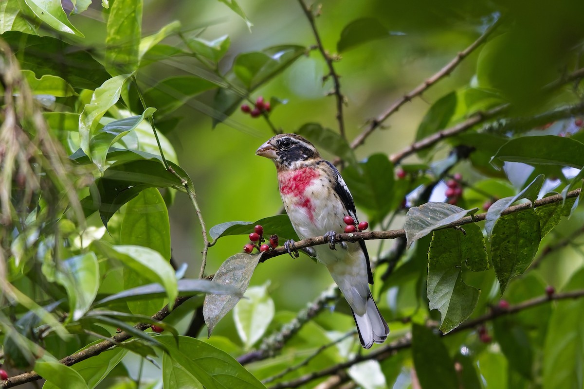 dlaskovec růžovoprsý - ML646751772