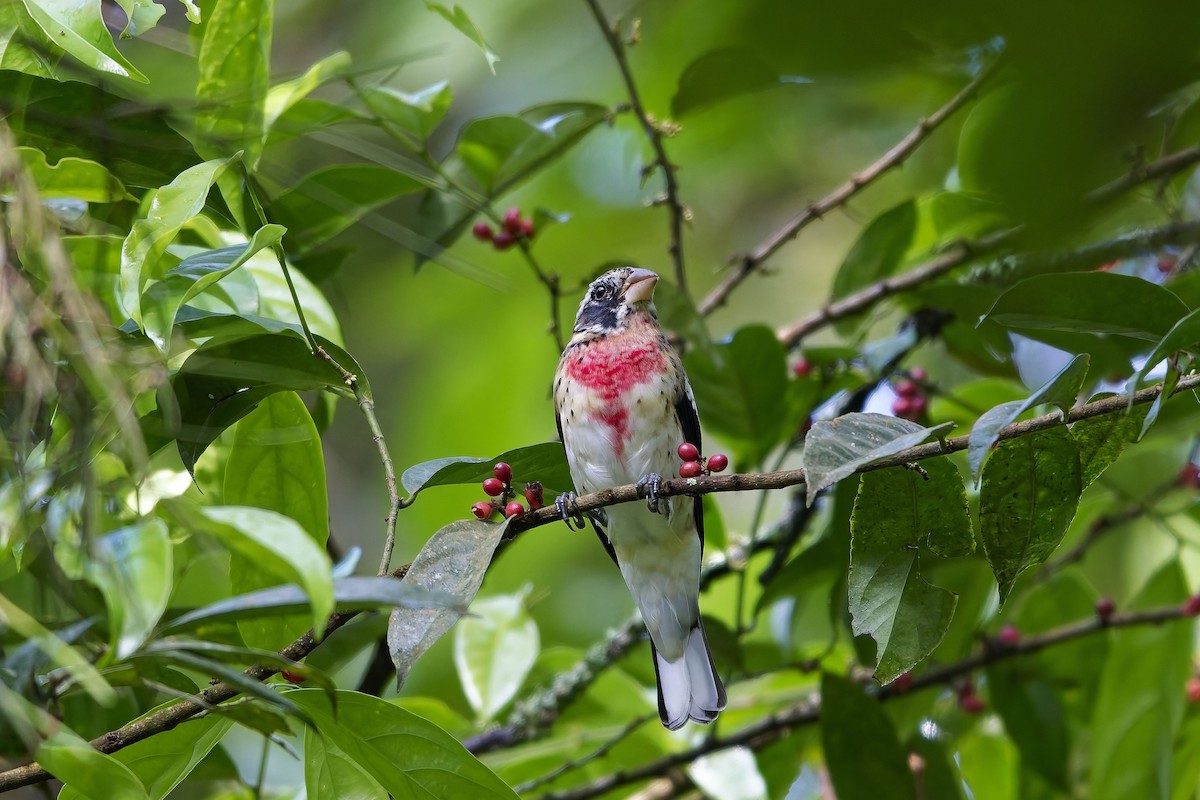 dlaskovec růžovoprsý - ML646751773