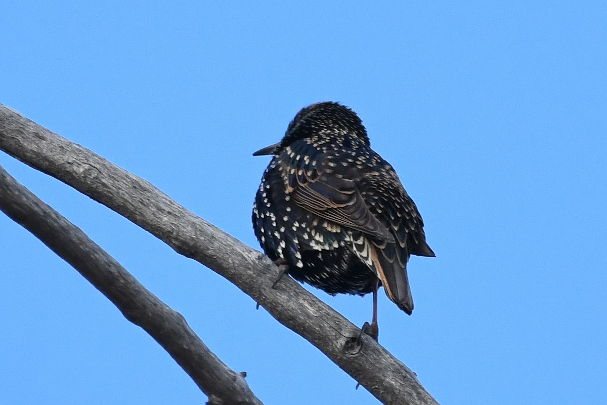 European Starling - ML646751774