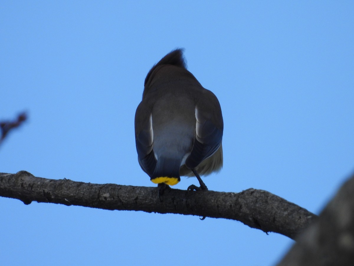 Cedar Waxwing - ML646751775