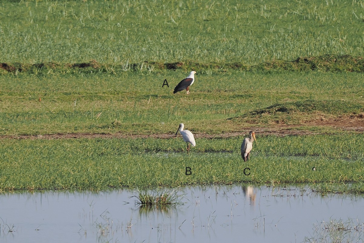 African Spoonbill - ML646751776