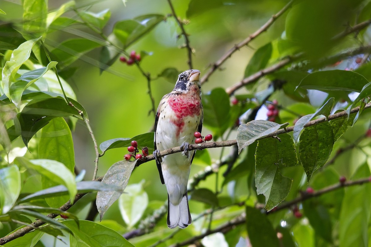 dlaskovec růžovoprsý - ML646751777