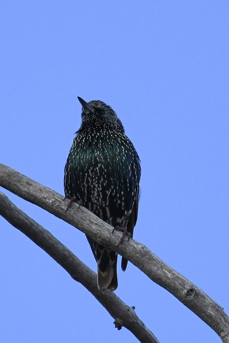 European Starling - ML646751778