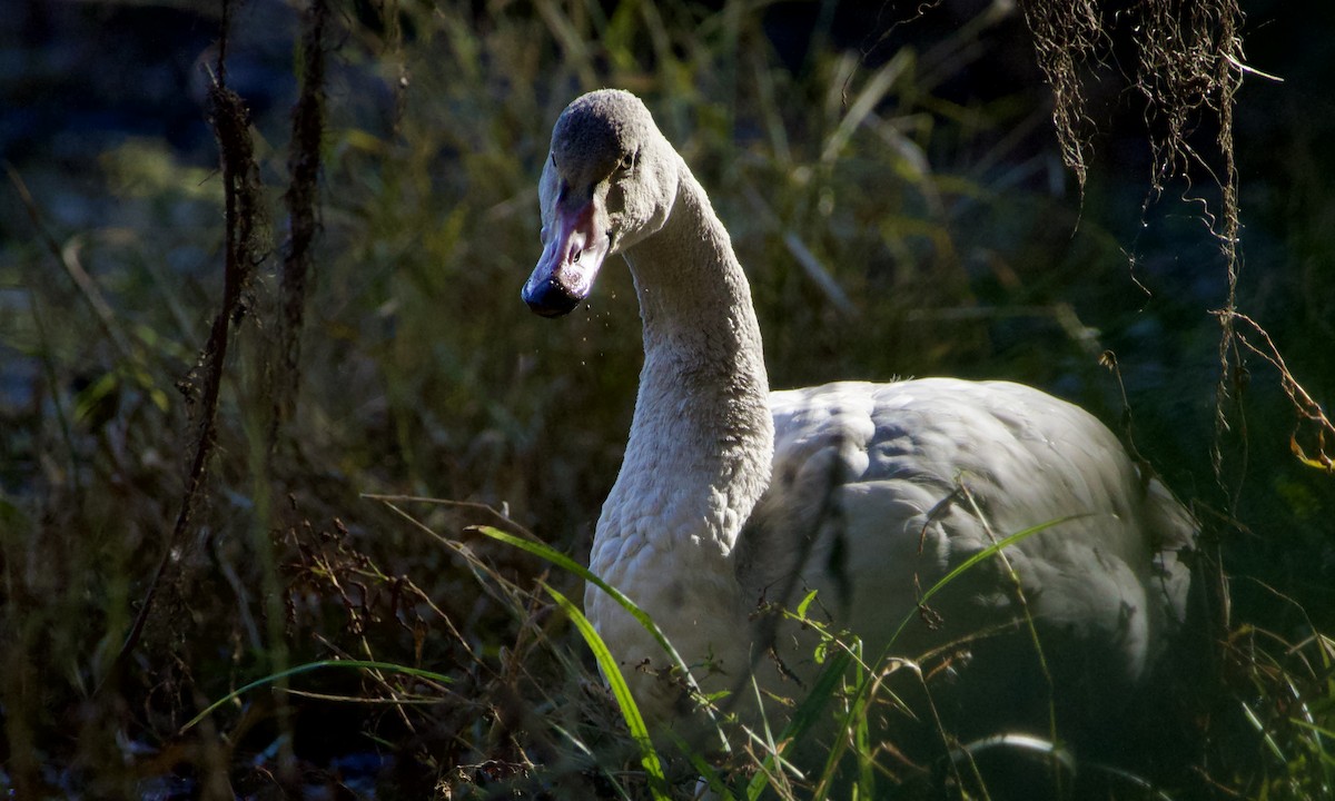 Tundra Swan - ML646751779
