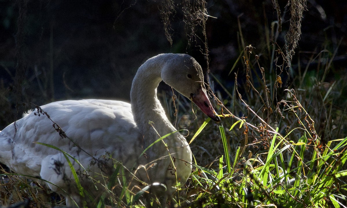 Tundra Swan - ML646751780