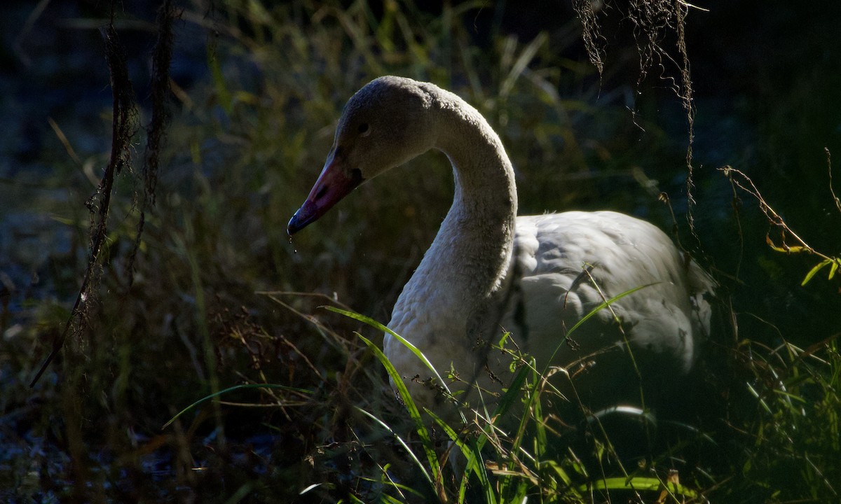 Tundra Swan - ML646751781