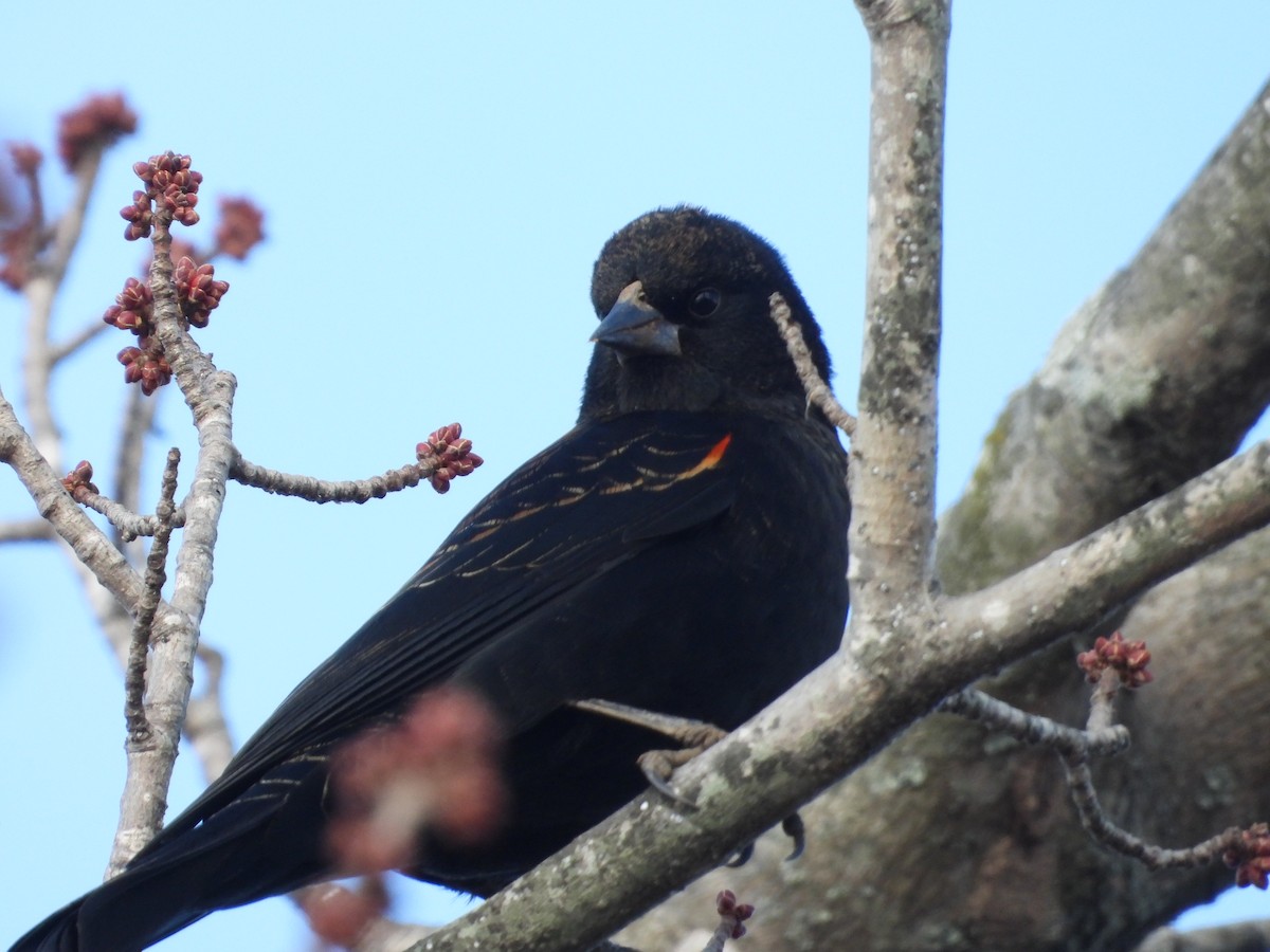 Red-winged Blackbird - ML646751782