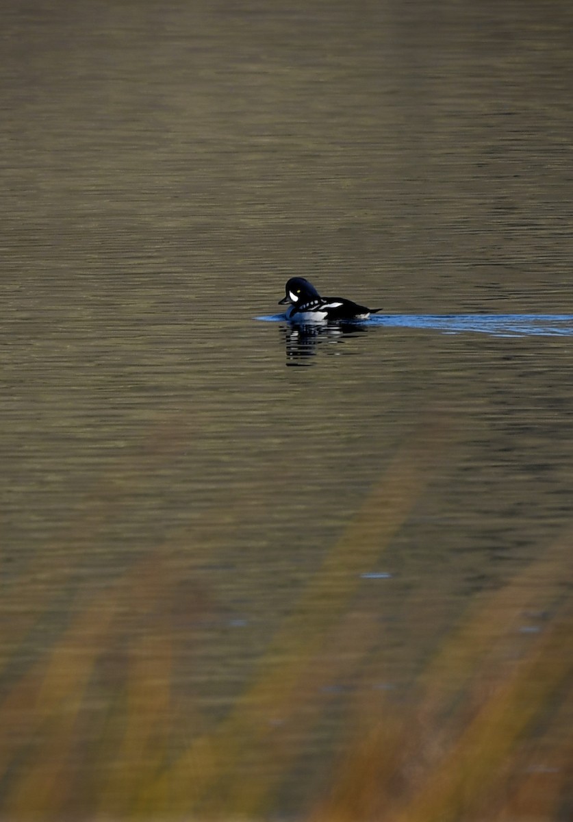 Murgilari islandiarra - ML646751783