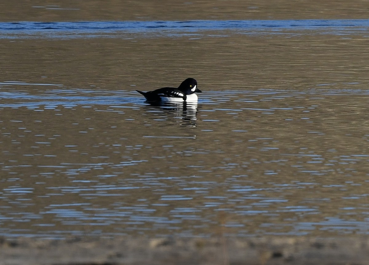 Murgilari islandiarra - ML646751784