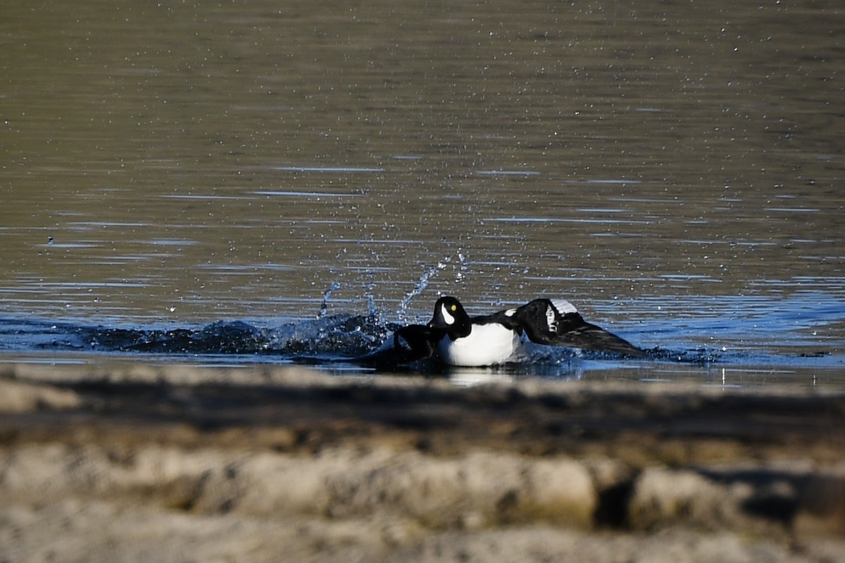 Murgilari islandiarra - ML646751785