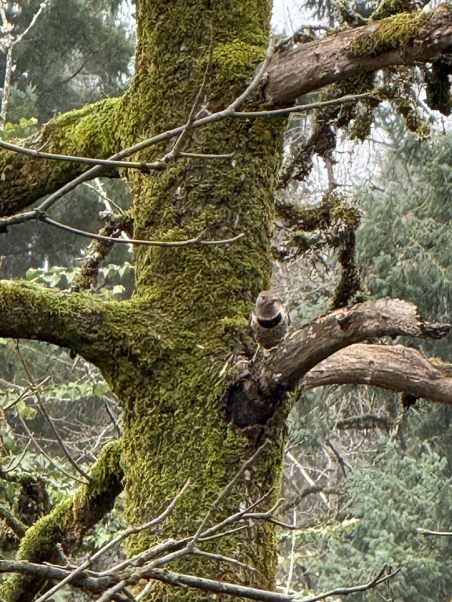 Northern Flicker - ML646751786