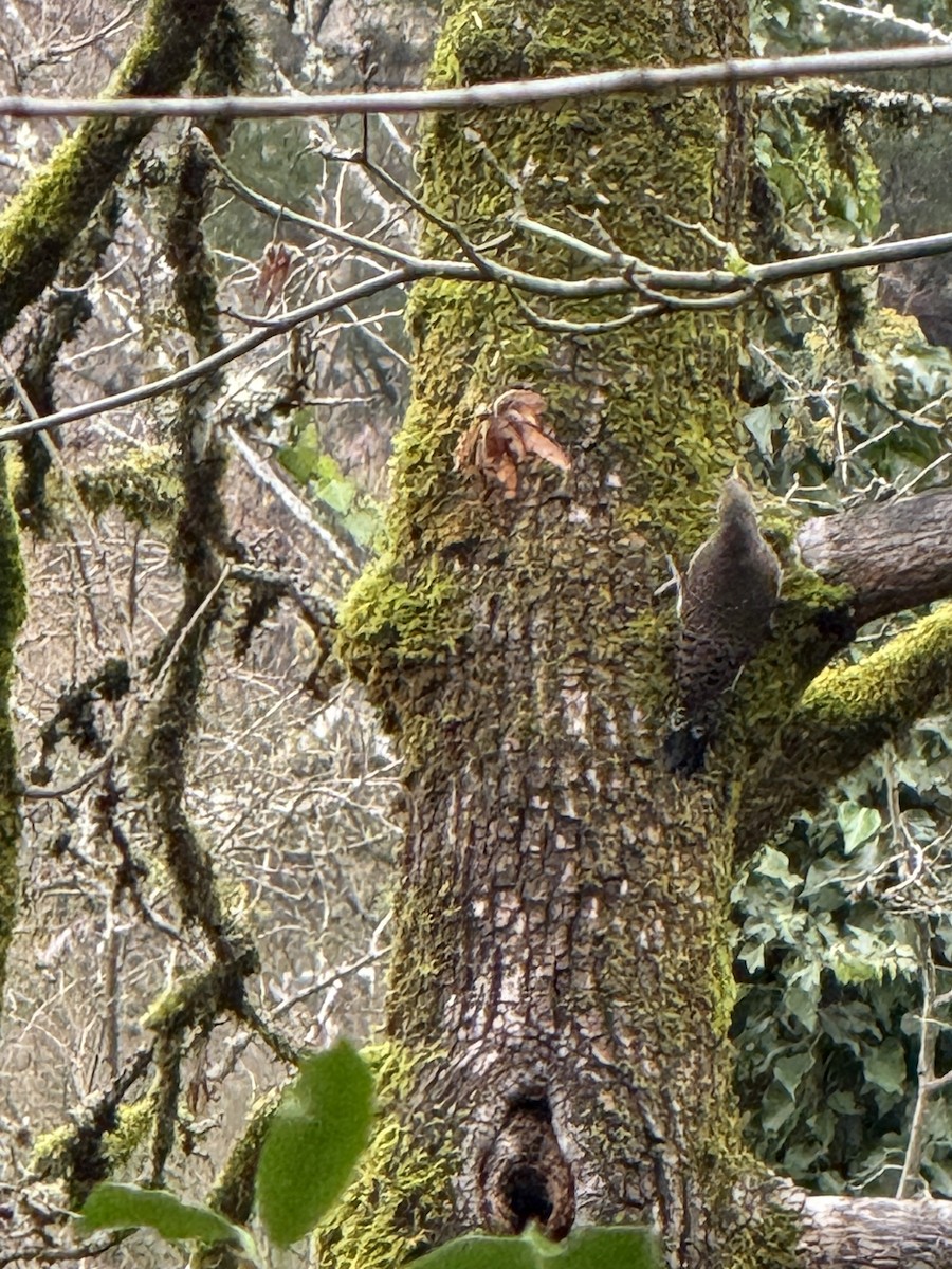 Northern Flicker - ML646751787