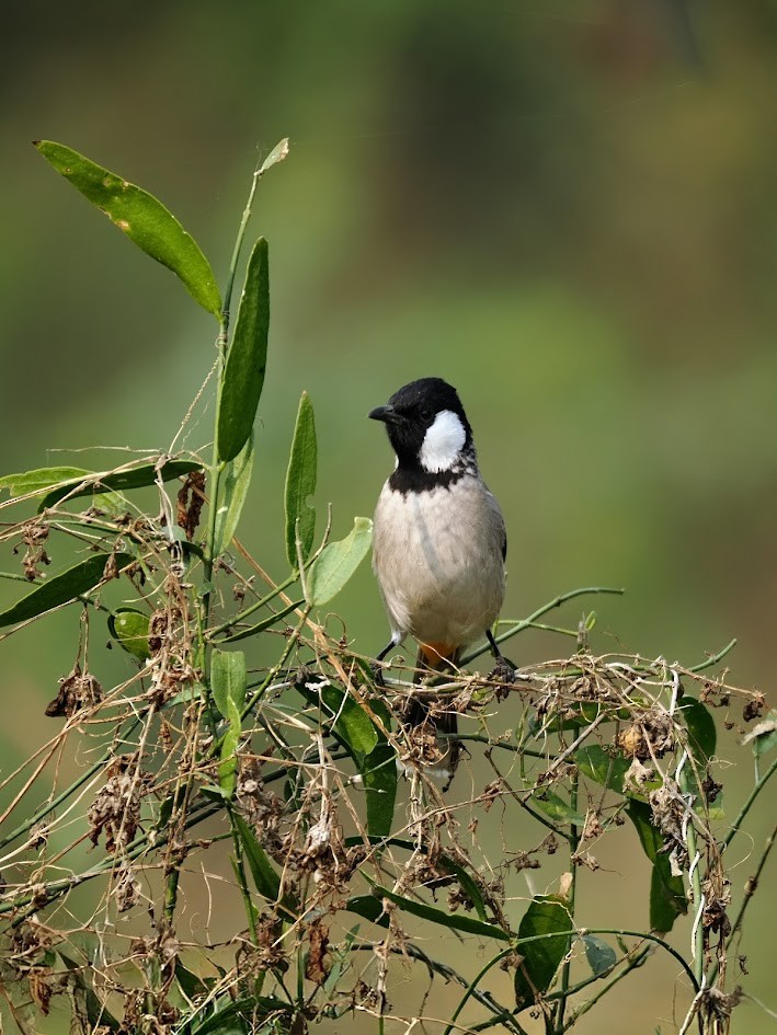 White-eared Bulbul - ML646751788