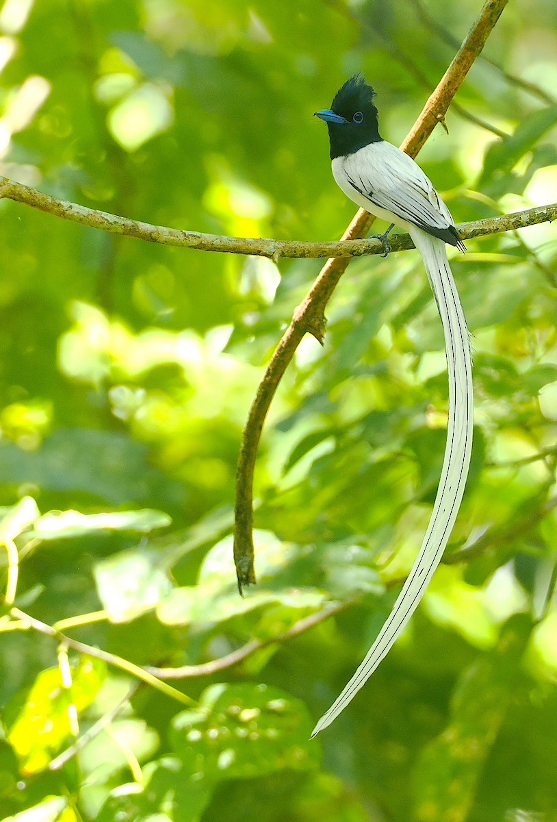Tenggara Paradise-Flycatcher - ML646751789