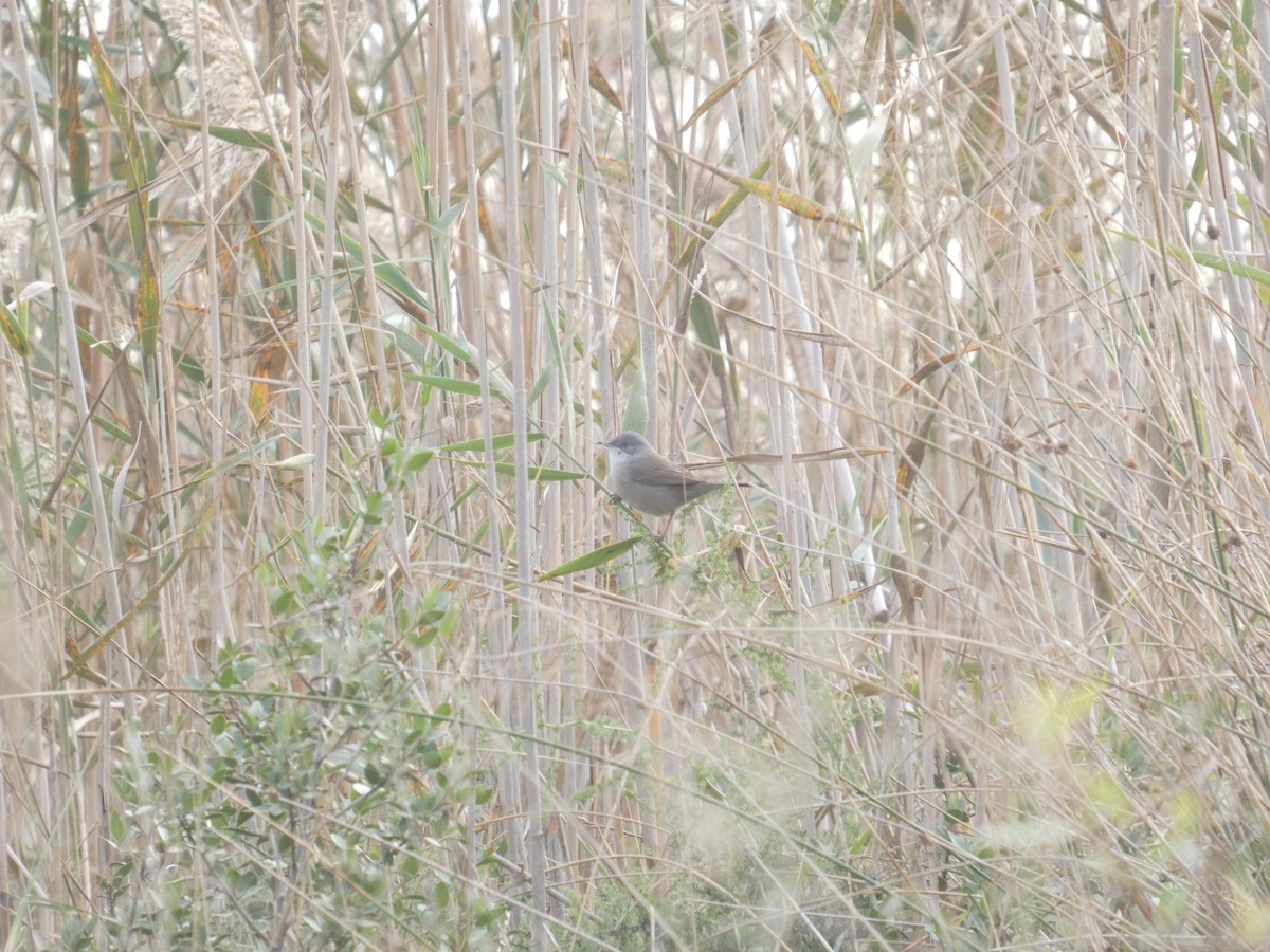 Dartford Warbler - ML646751790