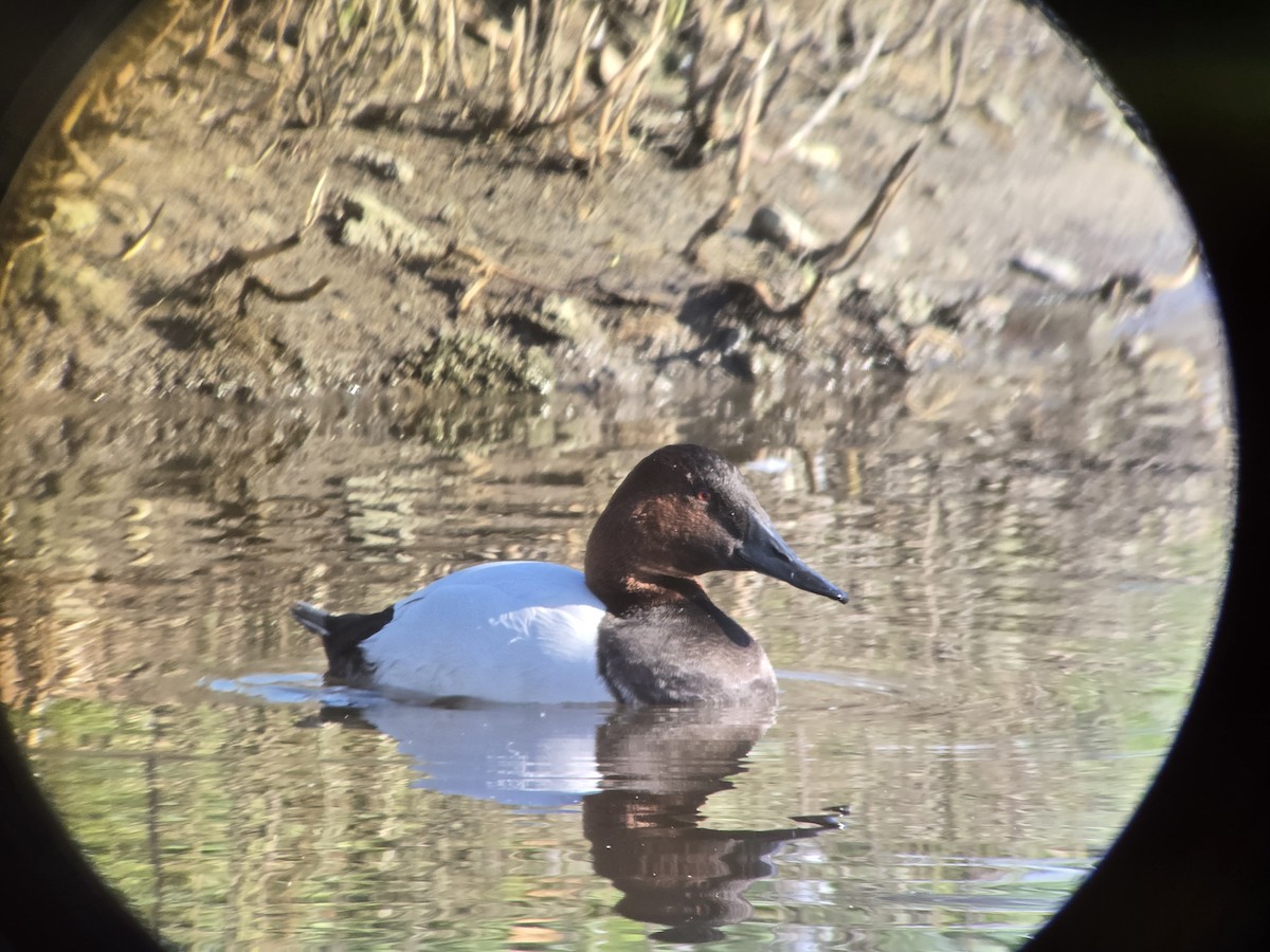 Canvasback - ML646751791