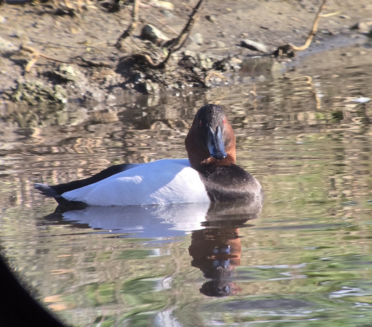 Canvasback - ML646751792