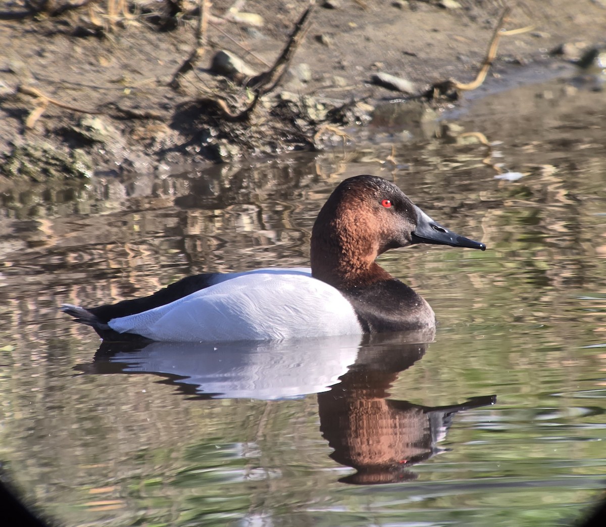 Canvasback - ML646751793