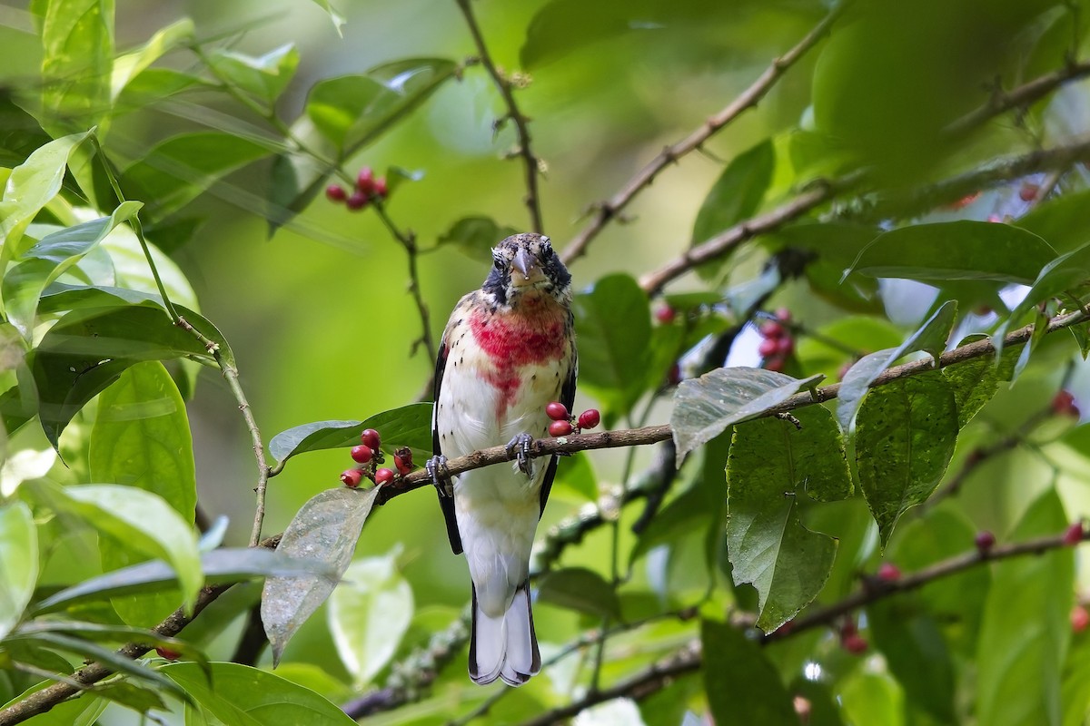 dlaskovec růžovoprsý - ML646751799