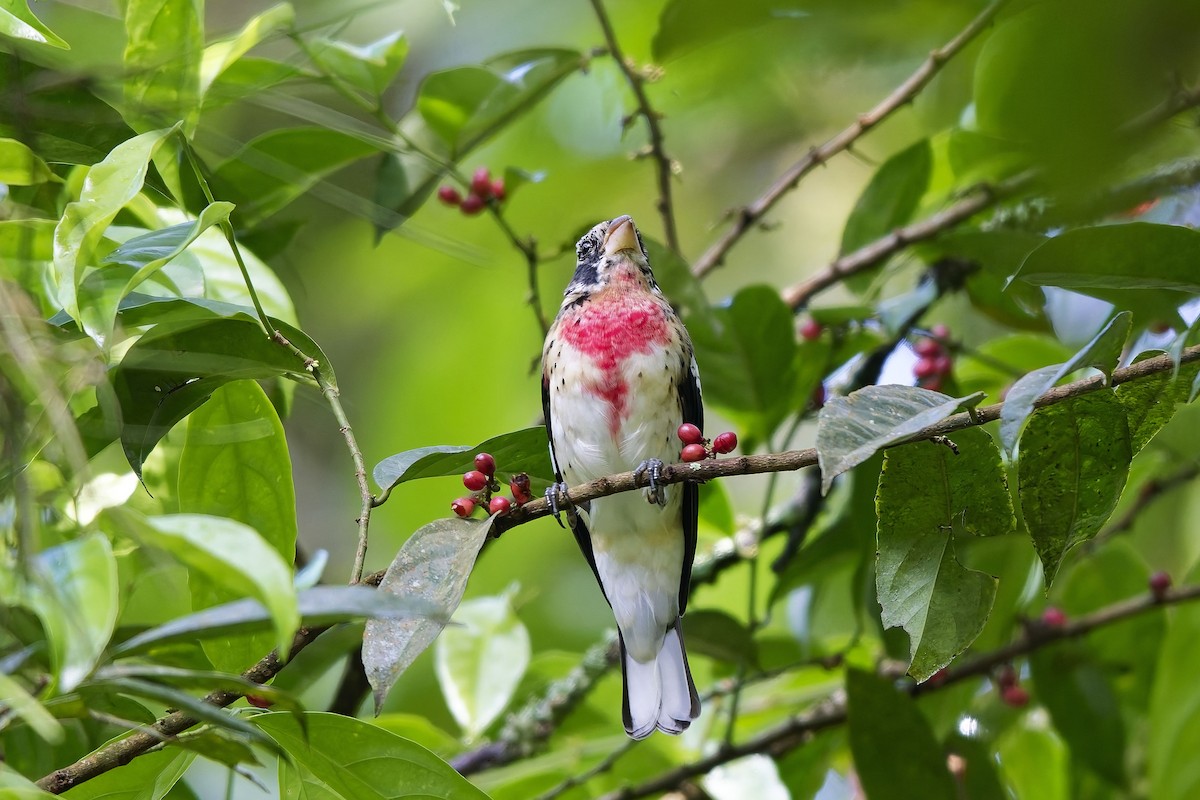 dlaskovec růžovoprsý - ML646751800