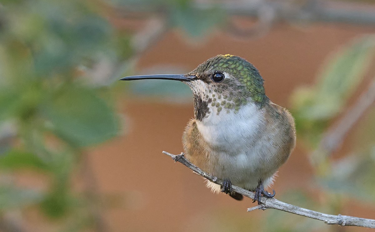 Allen's Hummingbird - ML646751813