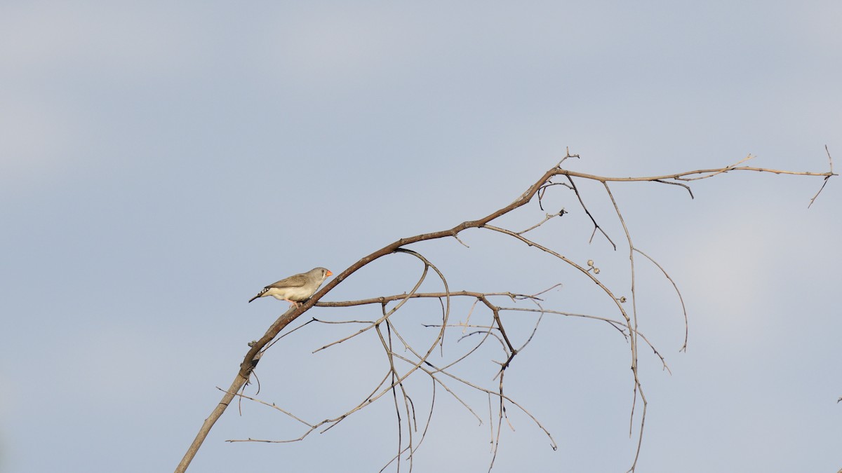 Zebra Finch - ML646751824