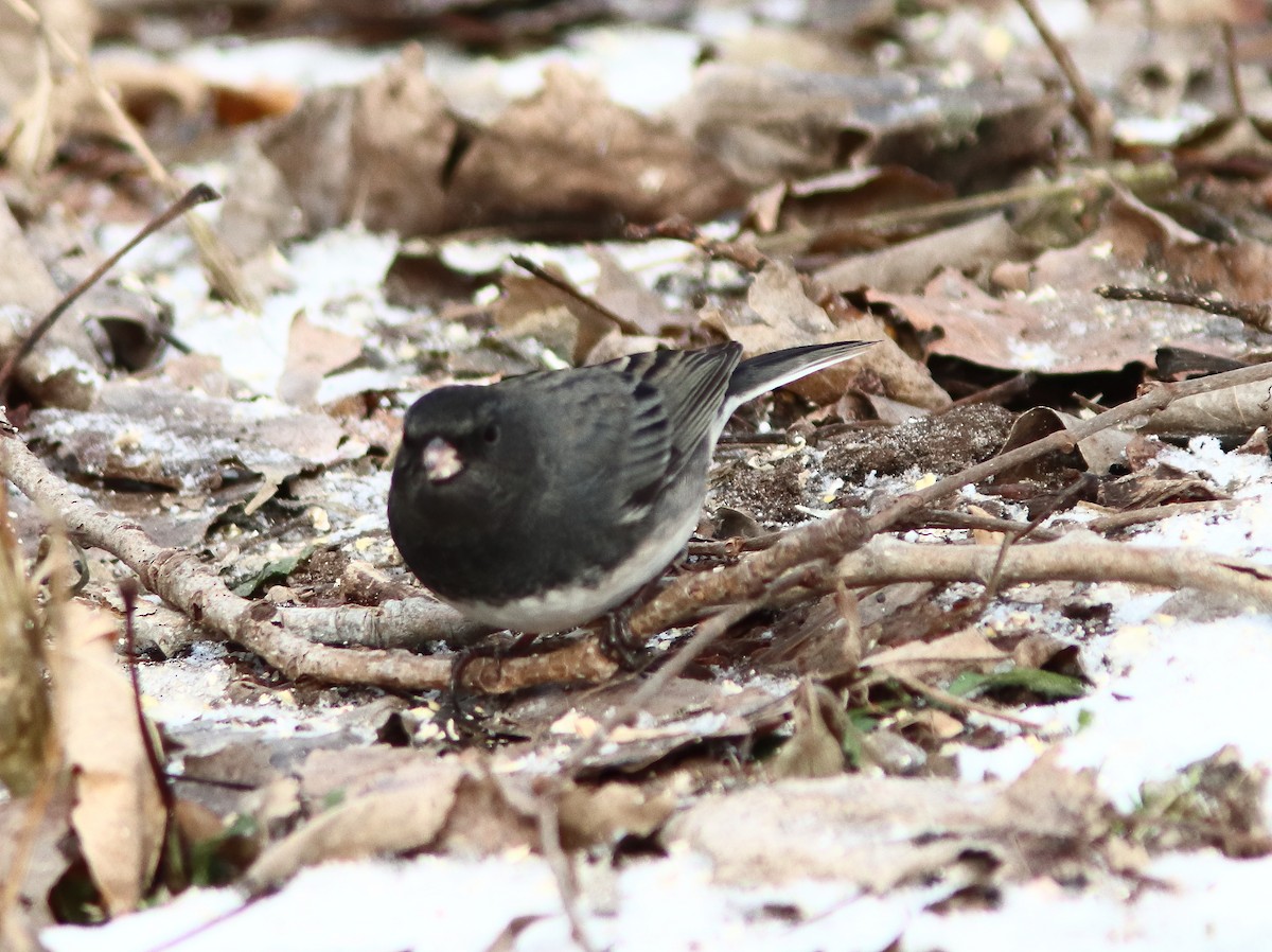 Junco ardoisé - ML646751825