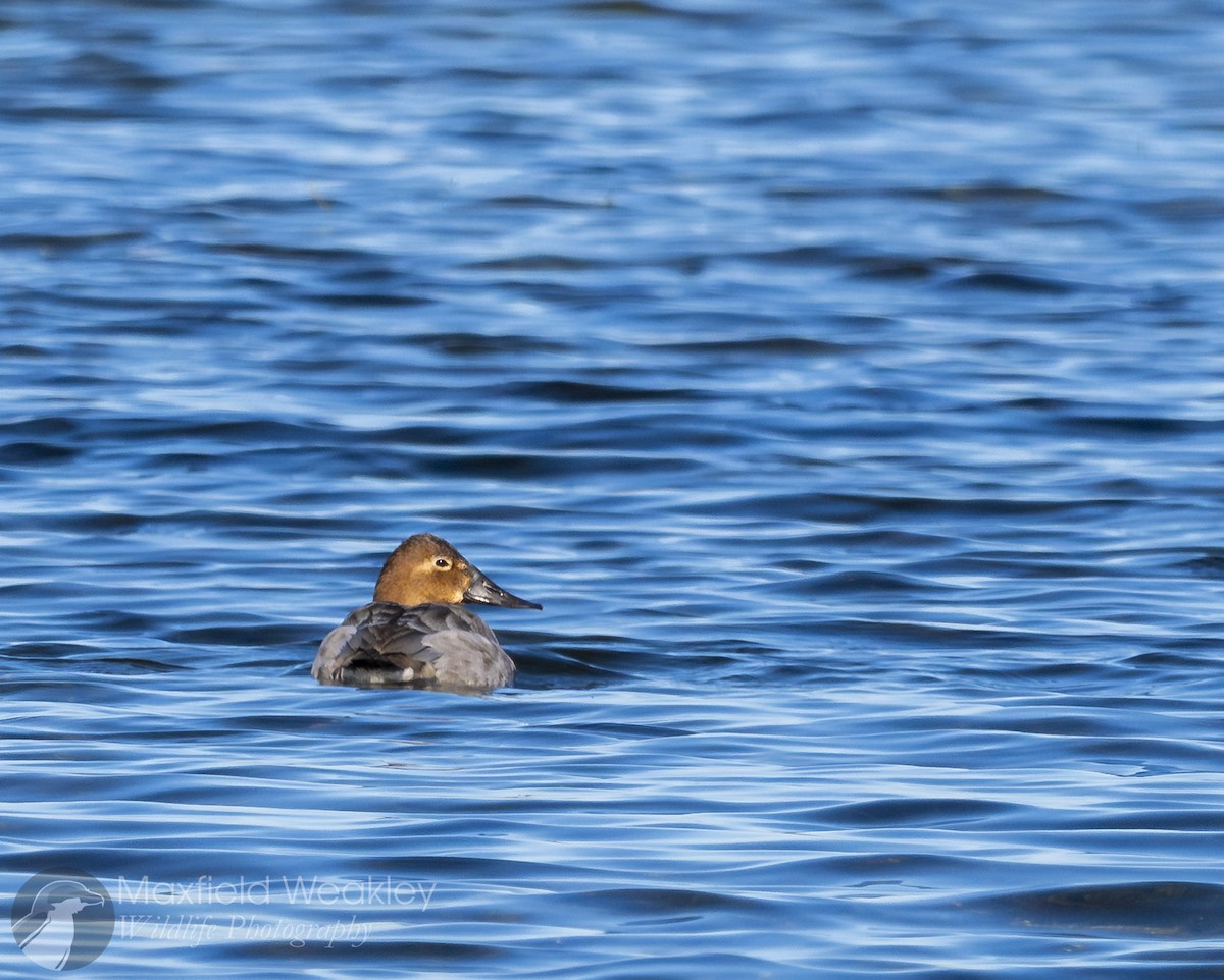 Canvasback - ML646751826