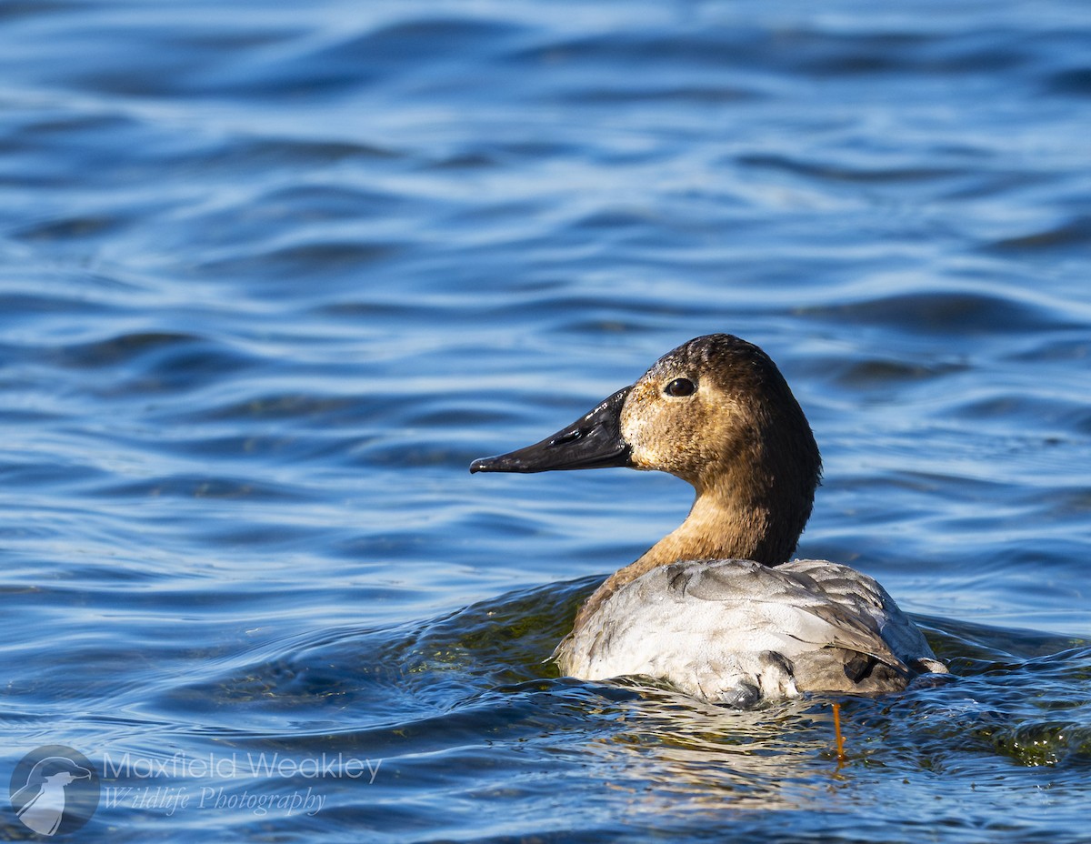 Canvasback - ML646751827