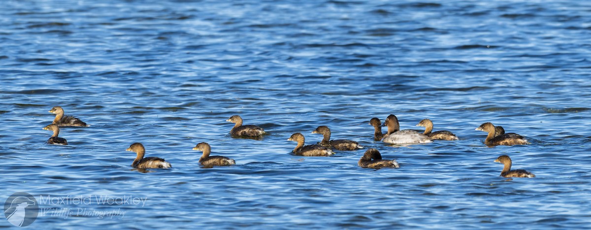 Canvasback - ML646751828