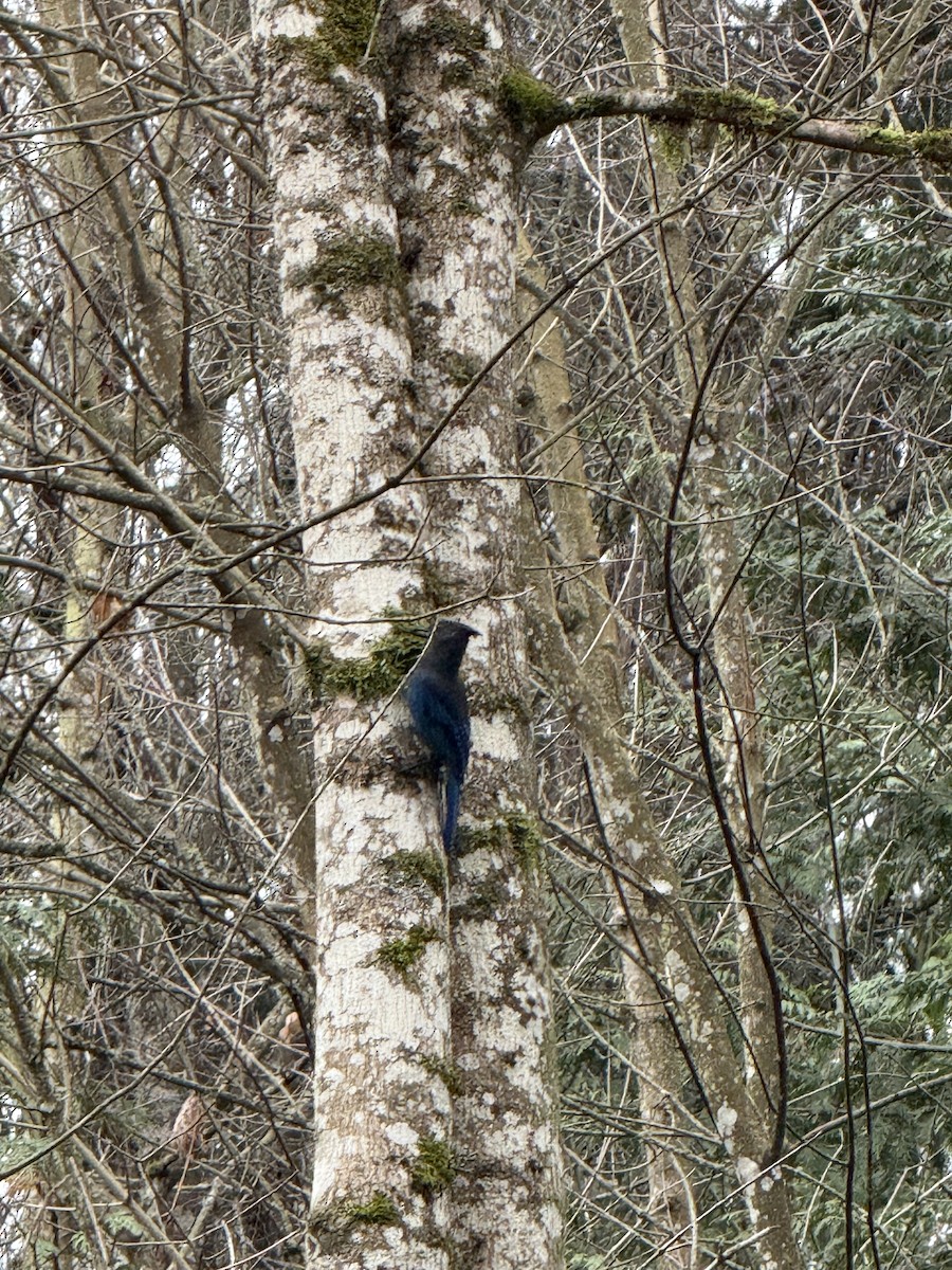 Steller's Jay - ML646751829