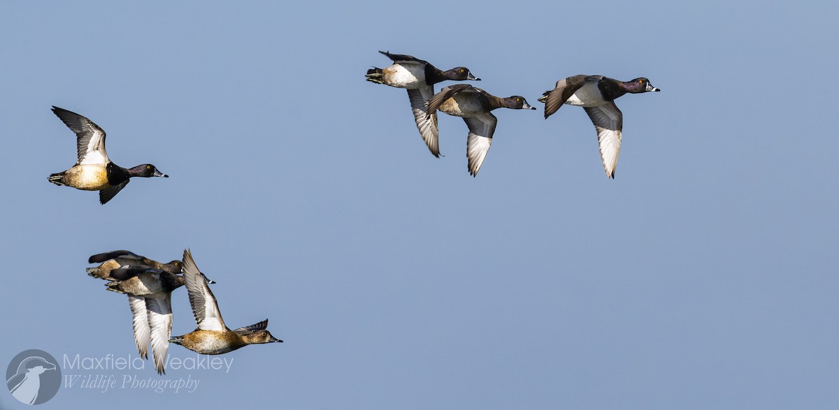 Ring-necked Duck - ML646751830
